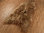 Öko Island Lammfell goldbraun gefärbt 110-120 cm