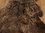 britisches Lammfell braun Natur 60 x 120 cm
