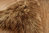 Öko Island Lammfell goldbraun gefärbt 100-110 cm